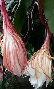 Epiphyllum flagelliformis, fiore, Epiphyllum, rari, Wijaya kusuma, giavanese, Indonesia