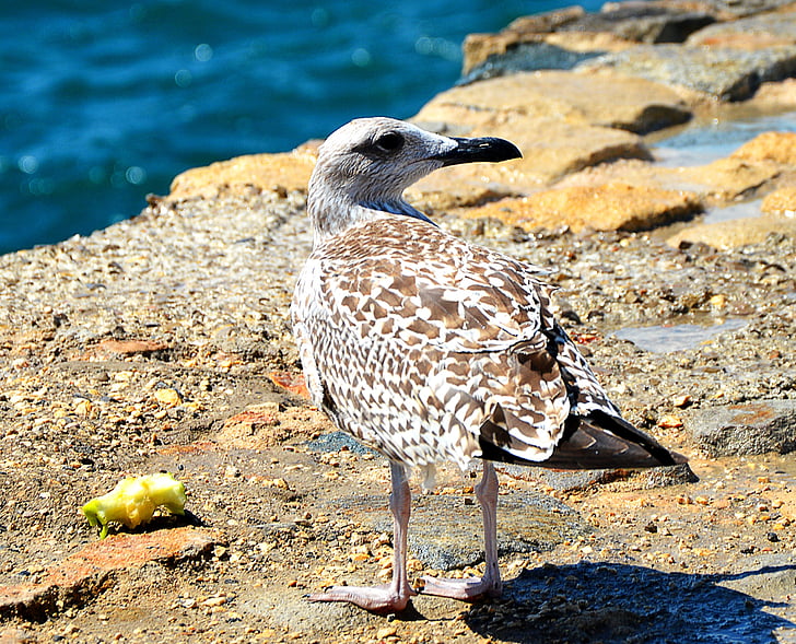 seagull, nature, sea, eat, standing