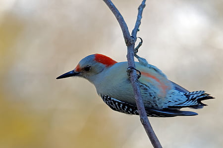 red-bellied wood pecker, bird, birding, red, avian, wildlife, branch
