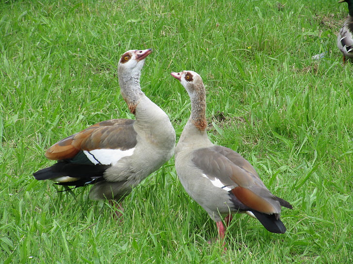 ouette of the nile, couple, pen, bird, neck, beak, fauna