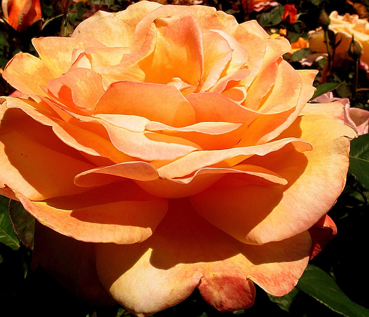 rose, flower, orange-color, nature, blooming, summer