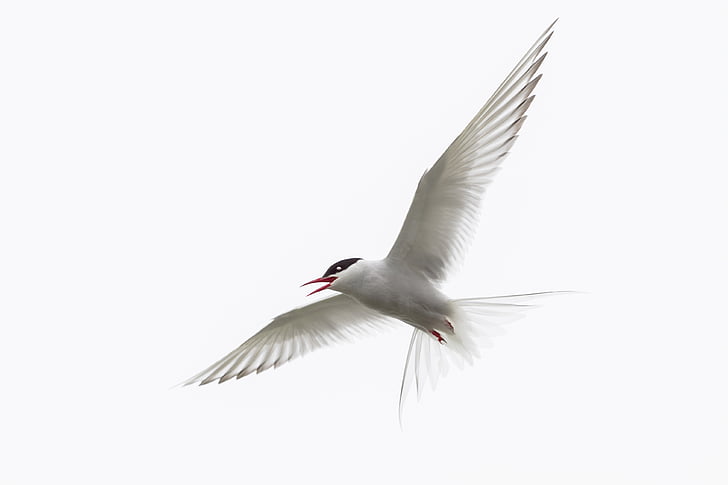 arctic tern, iceland, bird, wild animal, flying, spread wings, animal wing