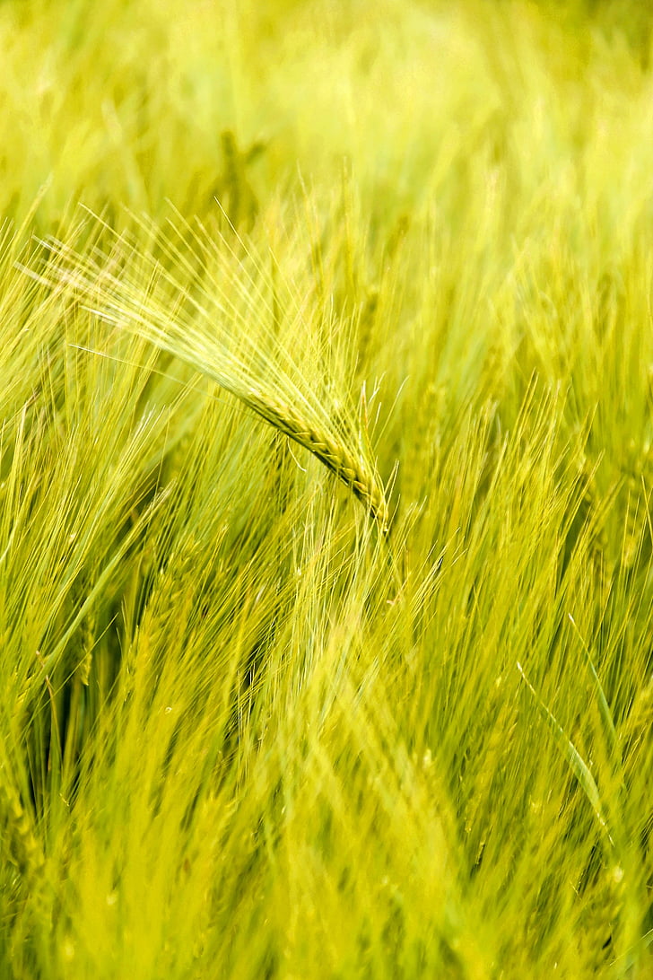 pšenica, pole, obilniny, poľnohospodárstvo, zrno
