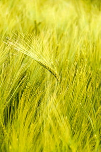 lúa mì, lĩnh vực, ngũ cốc, nông nghiệp, ngũ cốc