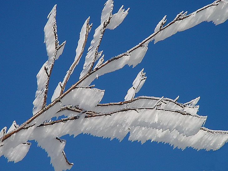 glace, gelée blanche, esthétique, eiskristalle, congelés, branches, arbre