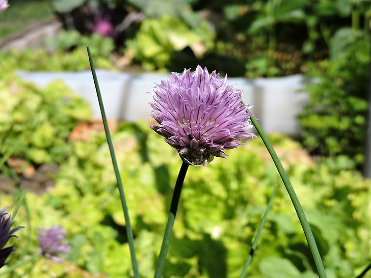 chives, blossom, bloom, violet, garden, chive flowers, spice