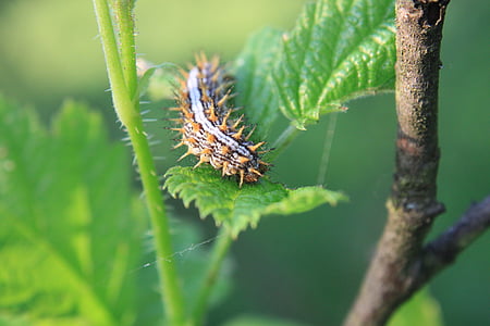 hoja, Caterpillar, hierba, pequeño, insectos, naturaleza
