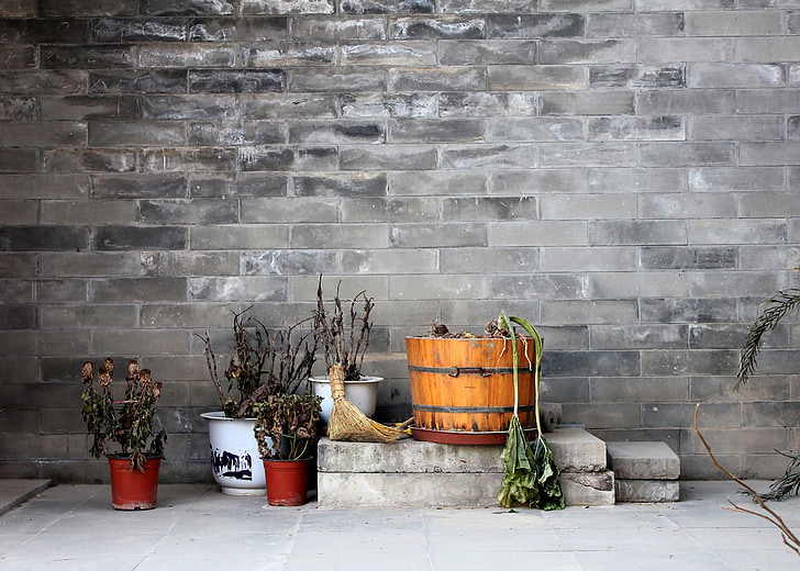 bức tường, thực vật, kỳ lạ, màu xám, góc, khô héo