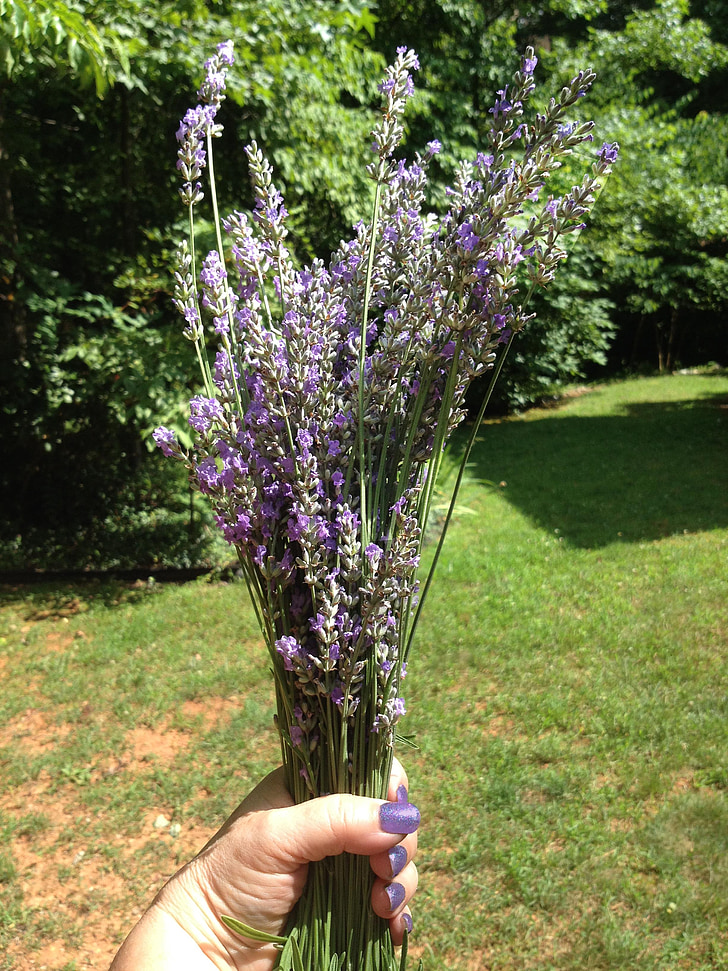 Lavendel, Englisch, Kräuter, Sommer, Blumen, Aroma, Aromatherapie
