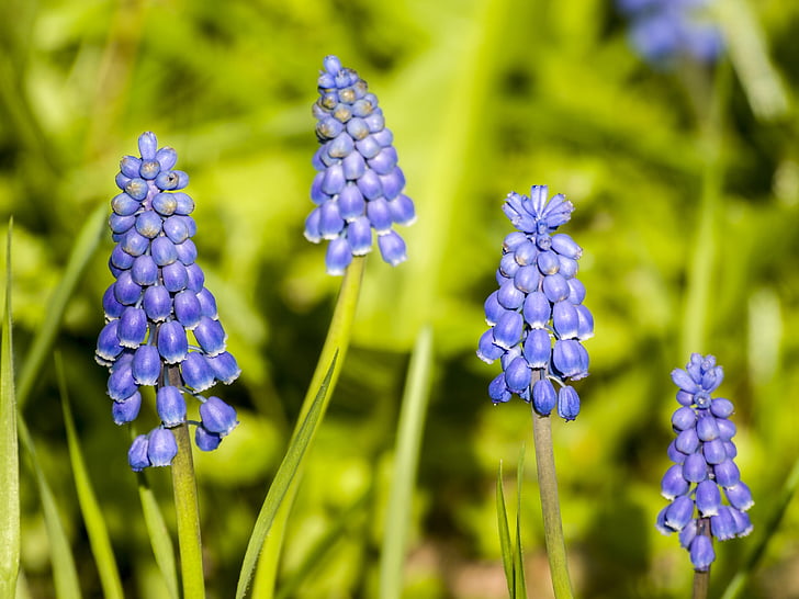 hyacinth, flower, blossom, bloom, plant, nature