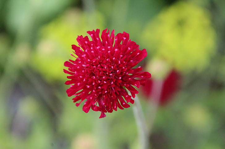 red flower, red, blossom, bloom, flower, plant