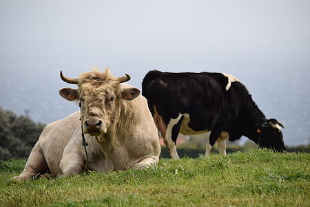 Bull, ko, husdyr, kvæg, græs, landbrug, Farm