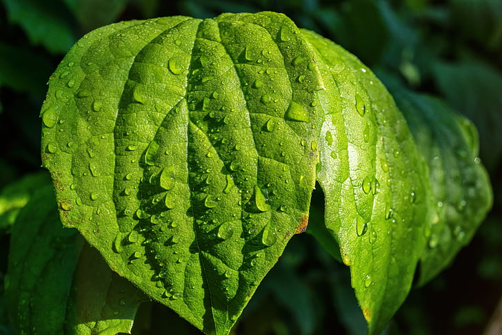 folha, gotejamento, gota de água, fechar, chuva, planta verde, molhado
