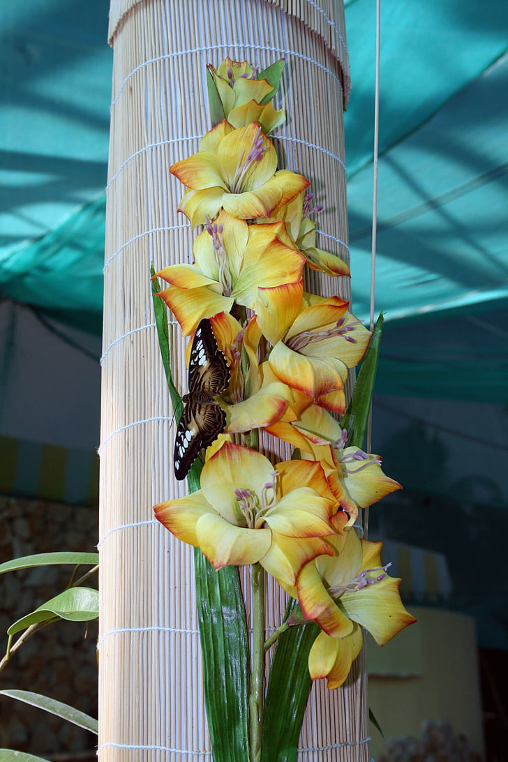 papillon, nature, insecte, Closeup, insectes tropicaux, Orchid