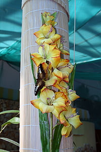 farfalla, natura, insetto, primo piano, insetti tropicali, orchidea