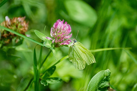 bướm, Gonepteryx rhamni, ngụy trang, Hoa, Red clover, wiesenklee