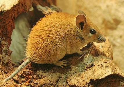 砂漠のマウス, マウス, 動物, 解除, かわいい, 哺乳動物, 齧歯動物