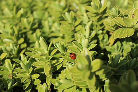 ladybug, animal, insect, nature, krabbeltier, bush, plant