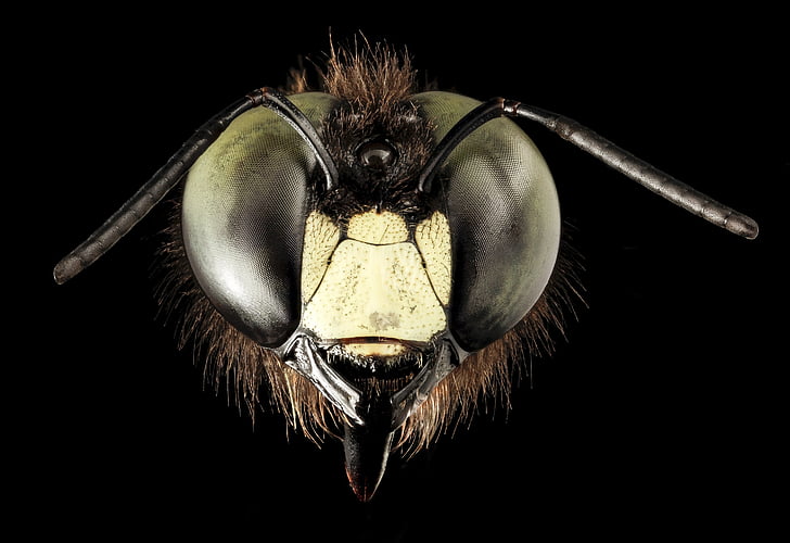 l’abeille charpentière, yeux, macro, gros plan, visage, vue de face, faune