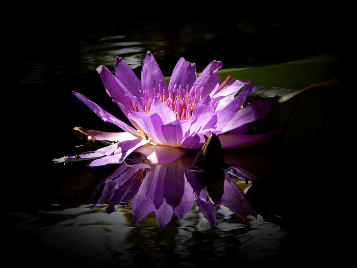 lily water, purple flower, flower, lotus, nature, blossom, purple