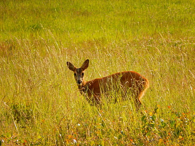 roe deer, grass, scheu, graze, nature, mammal, meadow