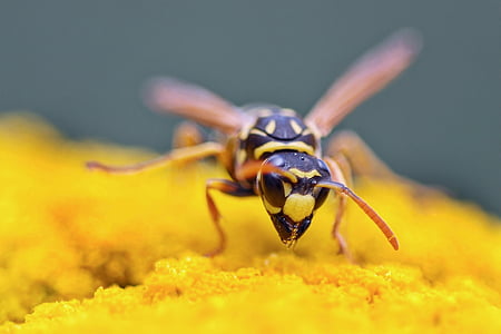 insectos, planta, naturaleza, abeja, Close-up, macro, amarillo