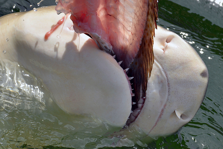 Hai, Shark, äta, tand, farliga, köttätare, foten