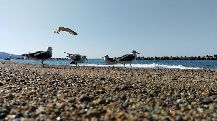 pláž, Sea gull, divoké zvíře, volně žijících ptáků, přírodní, slunečný den