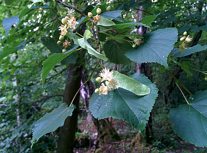 Linden, Kalk-Blume, Blüte, Kräuter, Baum