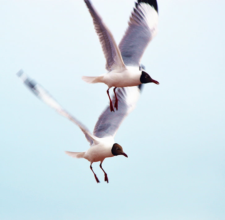 oiseau, Anser indicus, mouche, animal, nature, Flying, Mouette