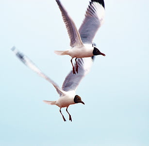 pájaro, Anser indicus, volar, animal, naturaleza, vuelo, Seagull