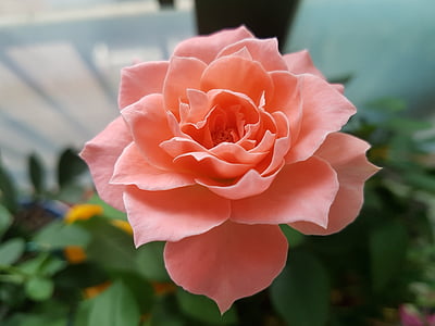 steeg, Roze rozen, bloemen, mooie, ingemaakte plant, roze, roze roos