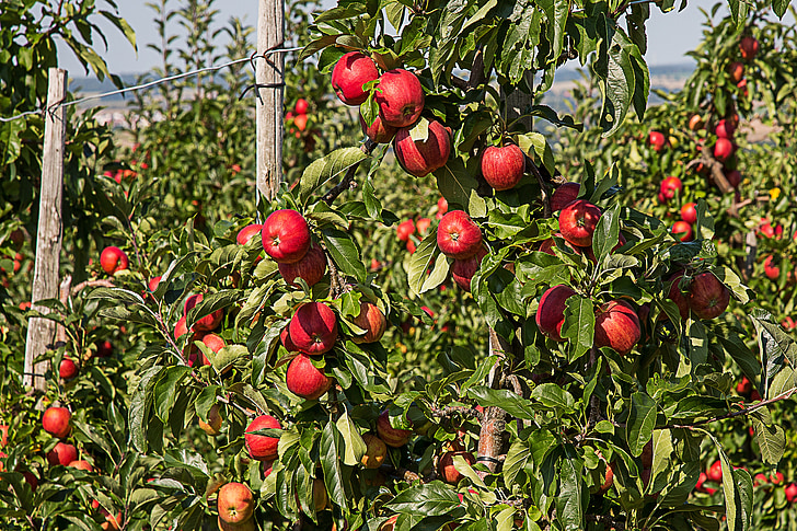 Apple, äppelträd, frukt, äppelträdgård, Orchard, skörd, vitaminer