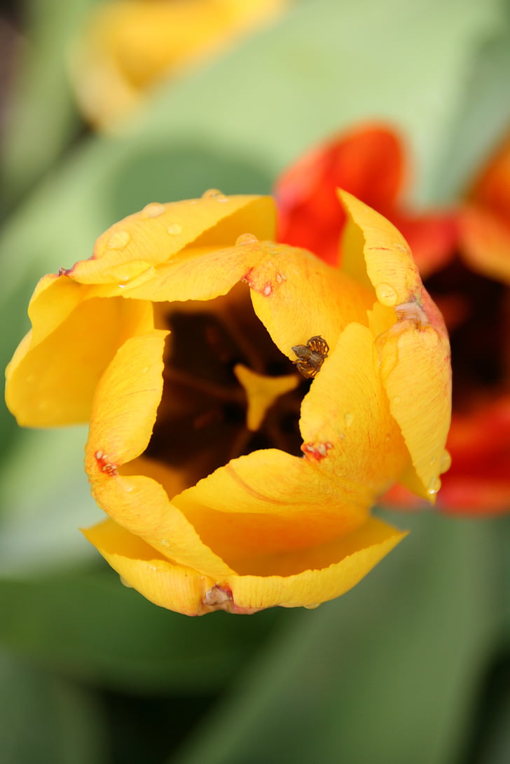 Tulip, Morgentau, perlé, fermer, feuille de tulipe, printemps, goutte à goutte
