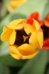 Tulipa, Morgentau, frisado, fechar, folha de tulipa, Primavera, gotejamento