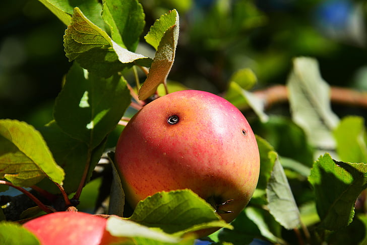 Apple, chybné, červená, Zavrieť, ovocie, Príroda, jedlo a pitie