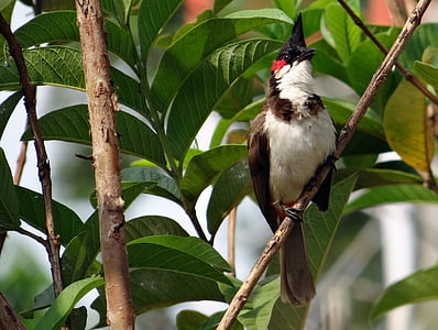 bulbul de bigoti vermell, Pycnonotus jocosus, Bulbul, ocell, bulbul del seu, Dharwar, l'Índia