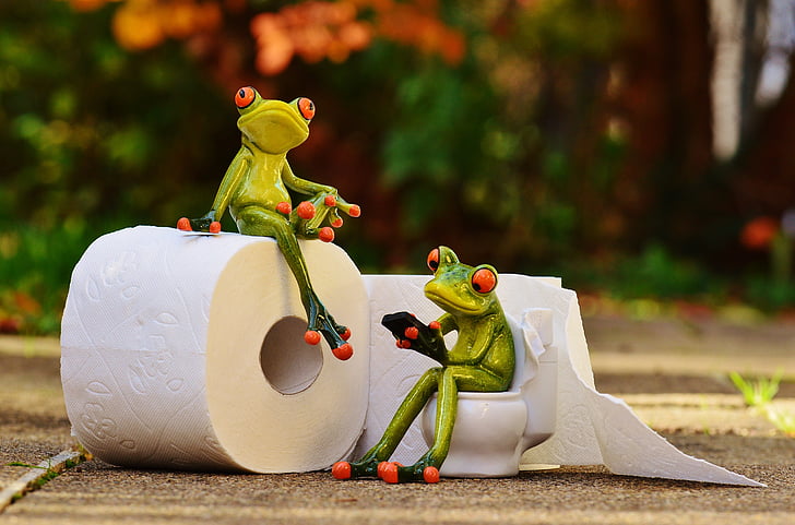 žaba, WC, WC, sejo, zabavno, toaletni papir, WC