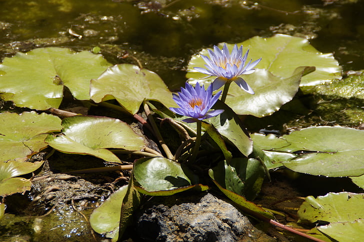 water lilies, nuphar, purple, aquatic plant, blossom, bloom, nature