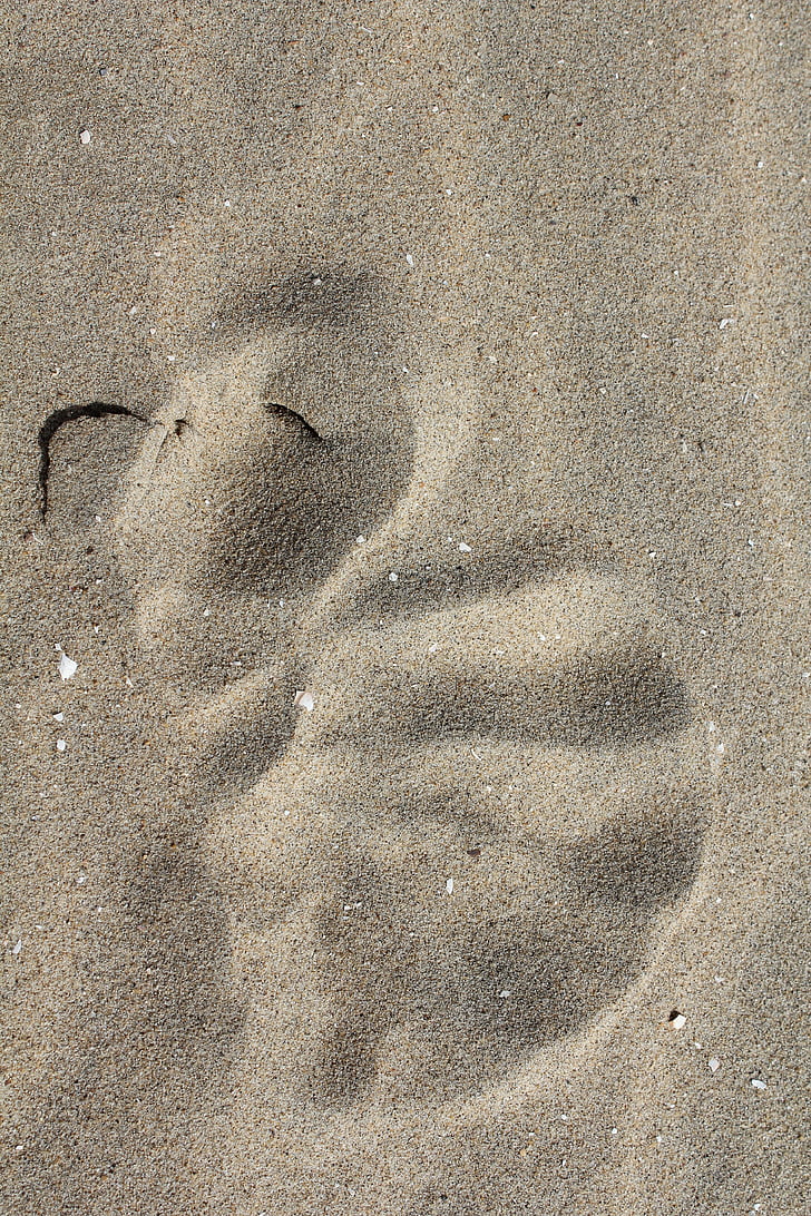 traces, sand, shell imprint, directory, mystery