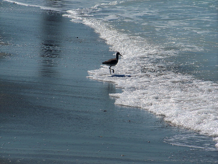 океан, птах, море, пляж, мирний
