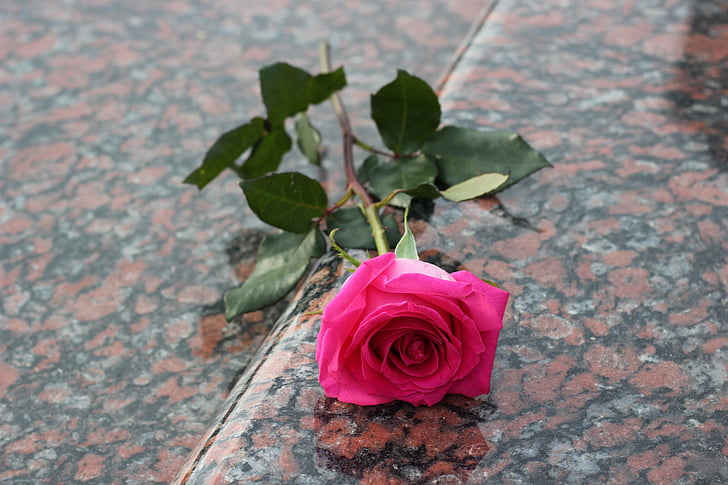 ružové ruže, červený mramor, náhrobok, hrob, symbol, láska