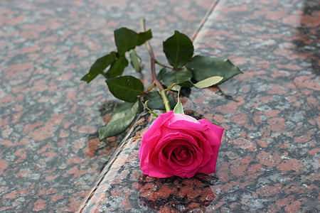 pink rose, red marble, gravestone, grave, symbol, love