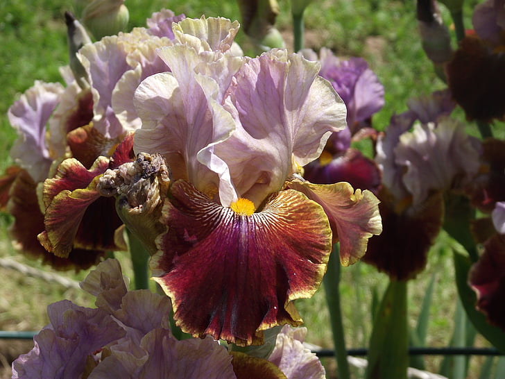IRIS, fleurs, jardin, iris barbus, schwertliliengewaechs, plantes vivaces, Iris barbata elatior