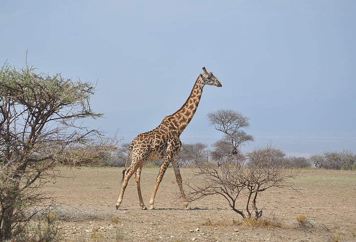 Afrikka, Tansania, kansallispuisto, Safari, Serengeti, kirahvi