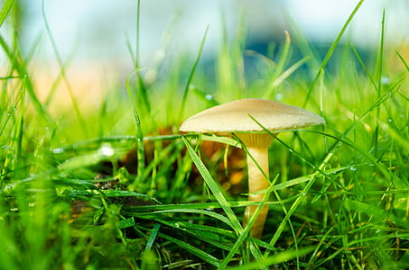 brown, day, fungi, fungus, grass, growing, growth