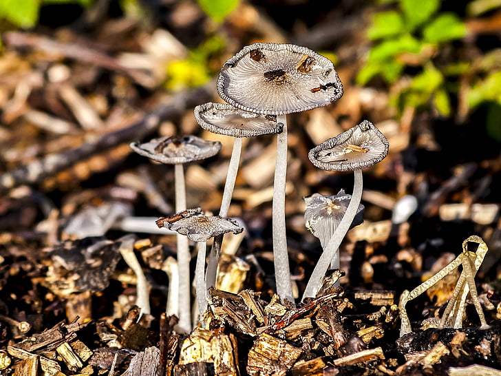 mushroom, forest, autumn, nature