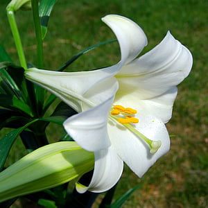 kwiat, Wielkanoc, Lilly