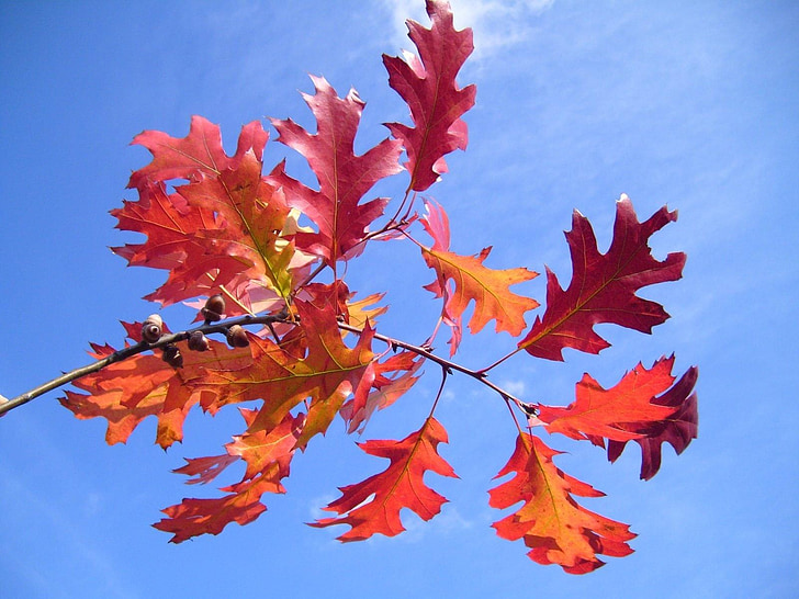 rosso, autunno, paesaggi, natura