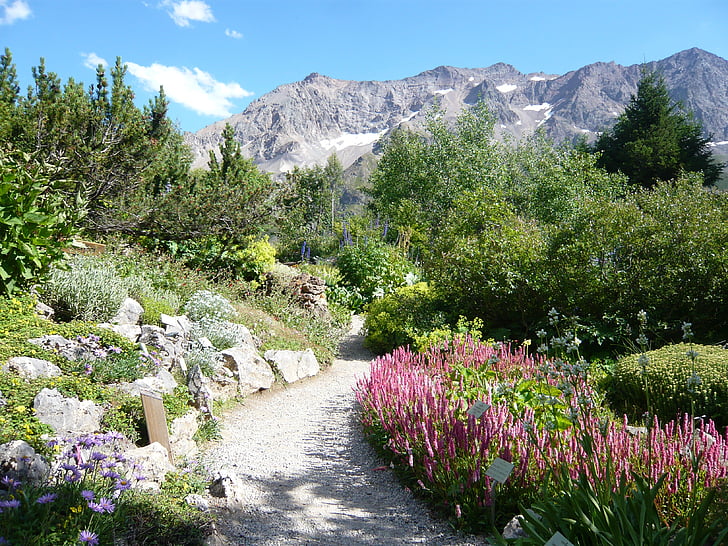 Hautes alpes, ogród, Lautaret kompleks mieści, kwiat, Natura, góry, na zewnątrz